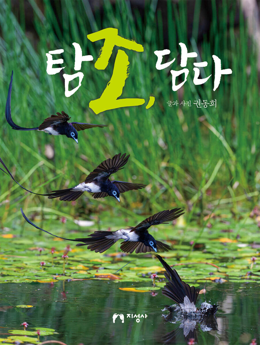 탐조, 담다