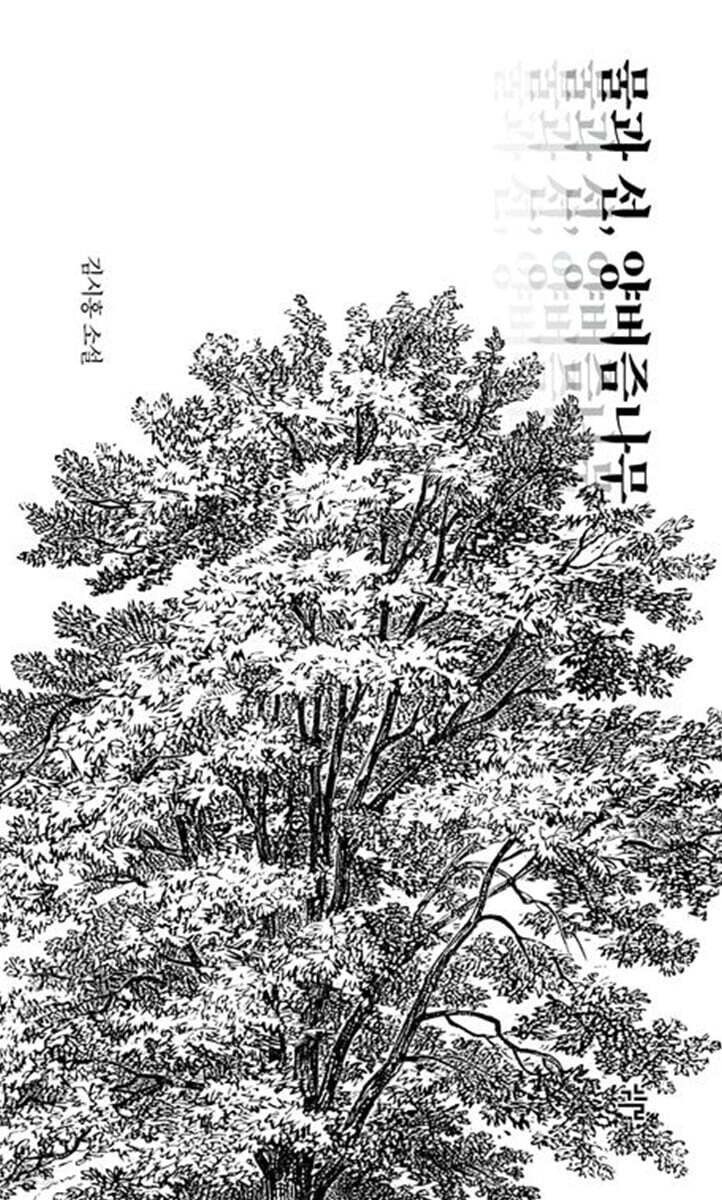 물과 선, 양버즘나무 (큰글자도서)
