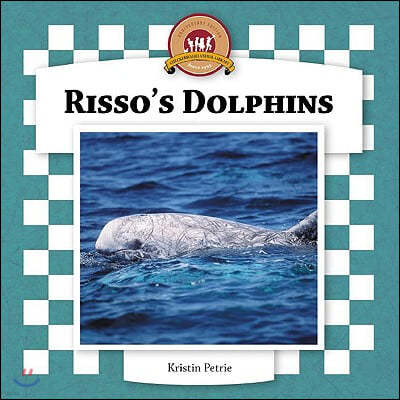 Risso's Dolphins