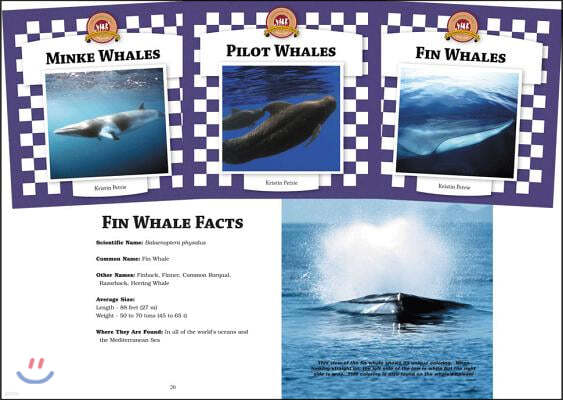 Whales Set 2 (Set)