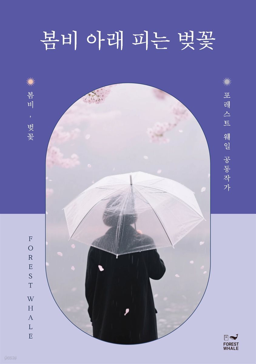 봄비 아래 피는 벚꽃