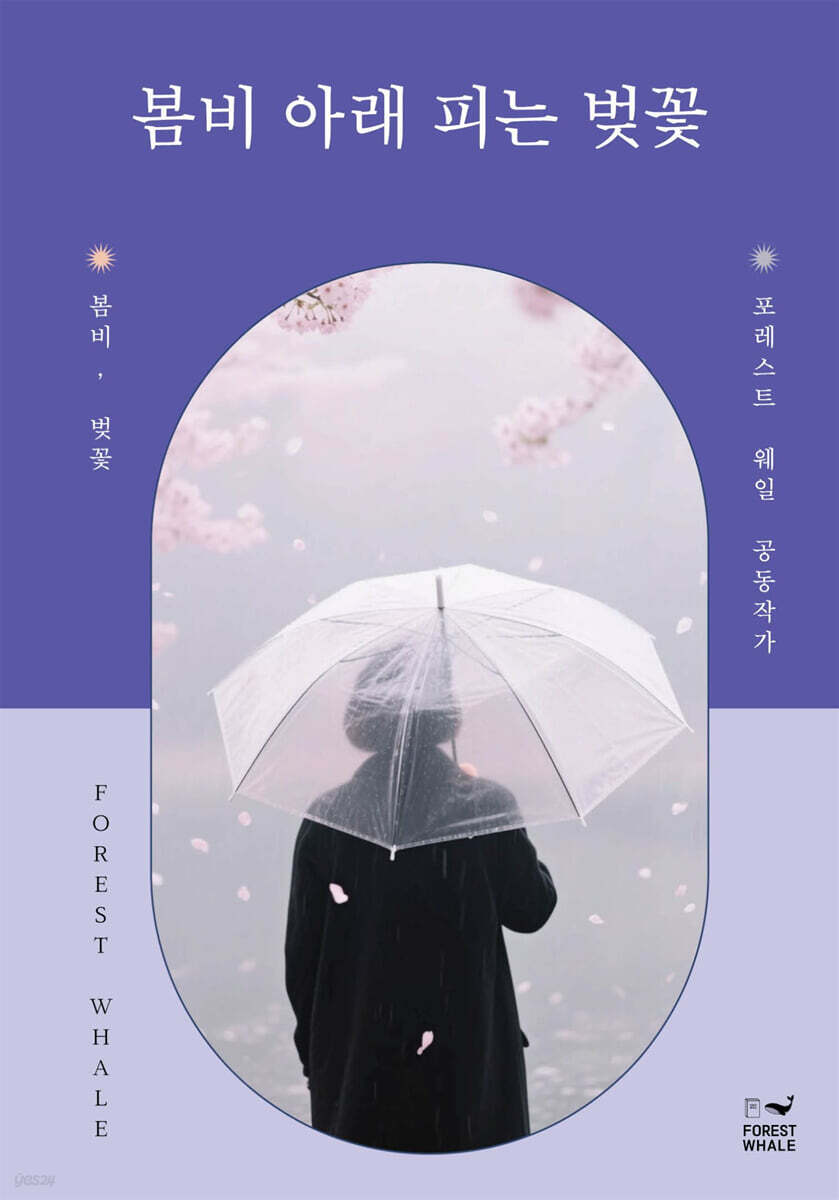 봄비 아래 피는 벚꽃