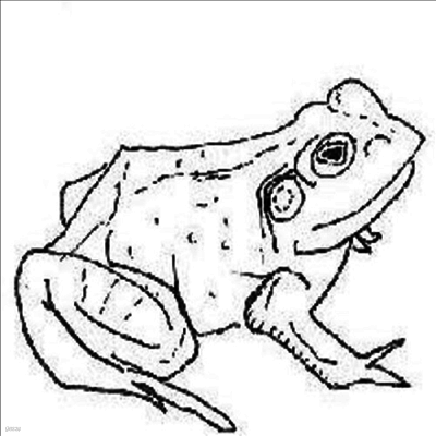 Aoife O'Donovan — Bull Frogs Croon (and Other Songs) 앨범 커버