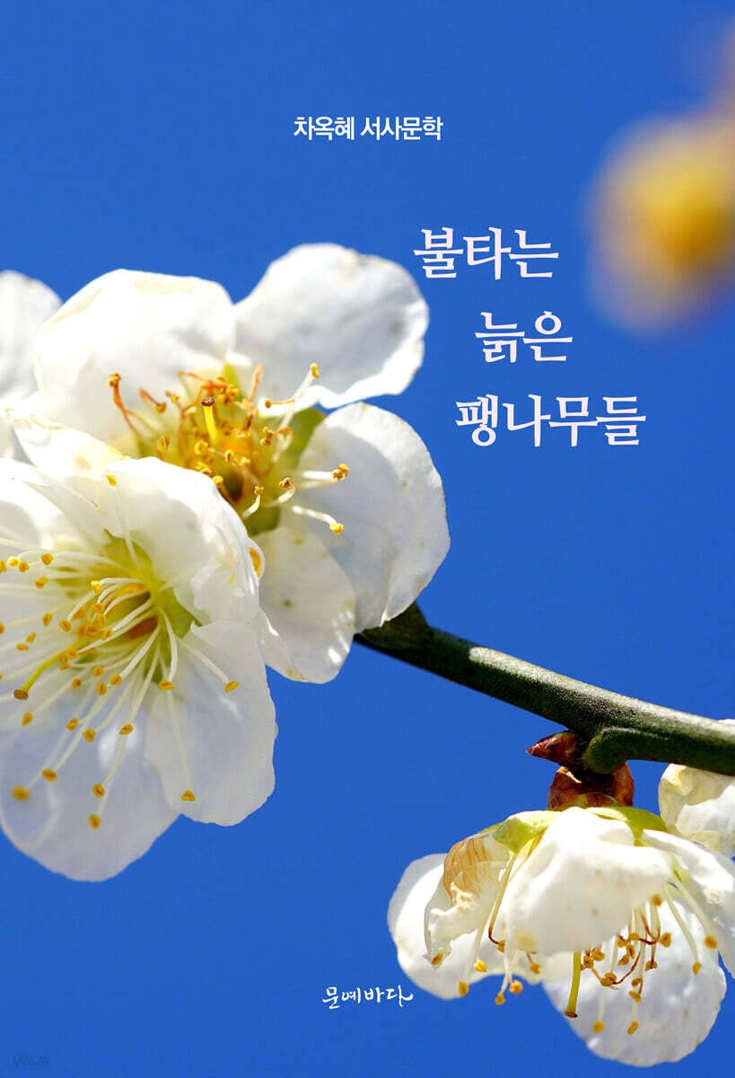 불타는 늙은 팽나무들
