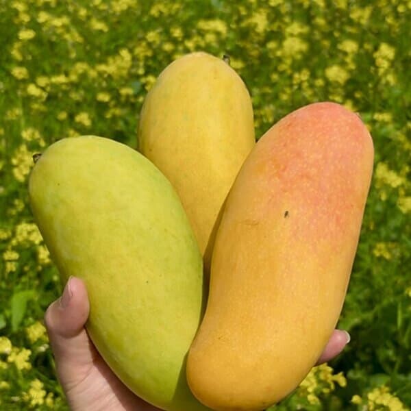 마하차녹 무지개 망고 2kg 6-8과