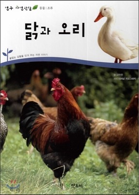 닭과 오리 (동물 조류)