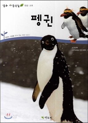 펭귄 (동물 조류)