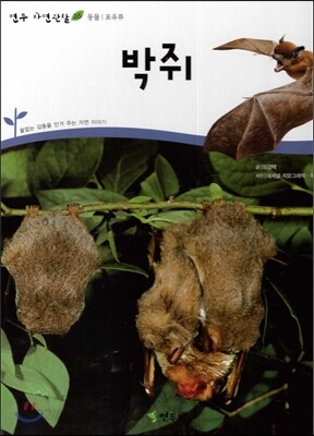 박쥐 (동물 조류)