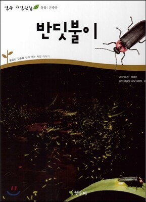 반딧불이 (동물 곤충류)