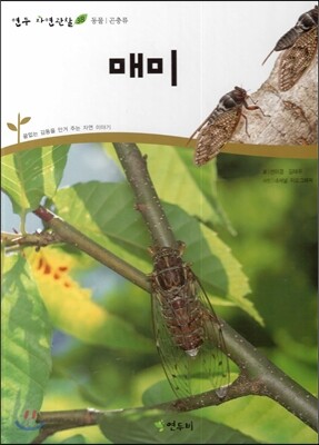 매미 (동물 곤충류)