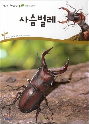 사슴벌레 (동물 곤충류)
