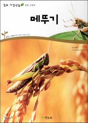 메뚜기 (동물 곤충류)