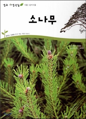 소나무 (식물 겉씨식물)