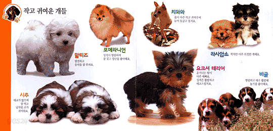 내친구 멍멍개
