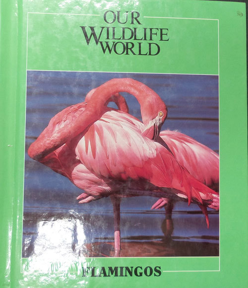 Our Wildlife World:Flamingos 