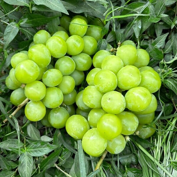 가정용 샤인머스켓 4kg 7-8수