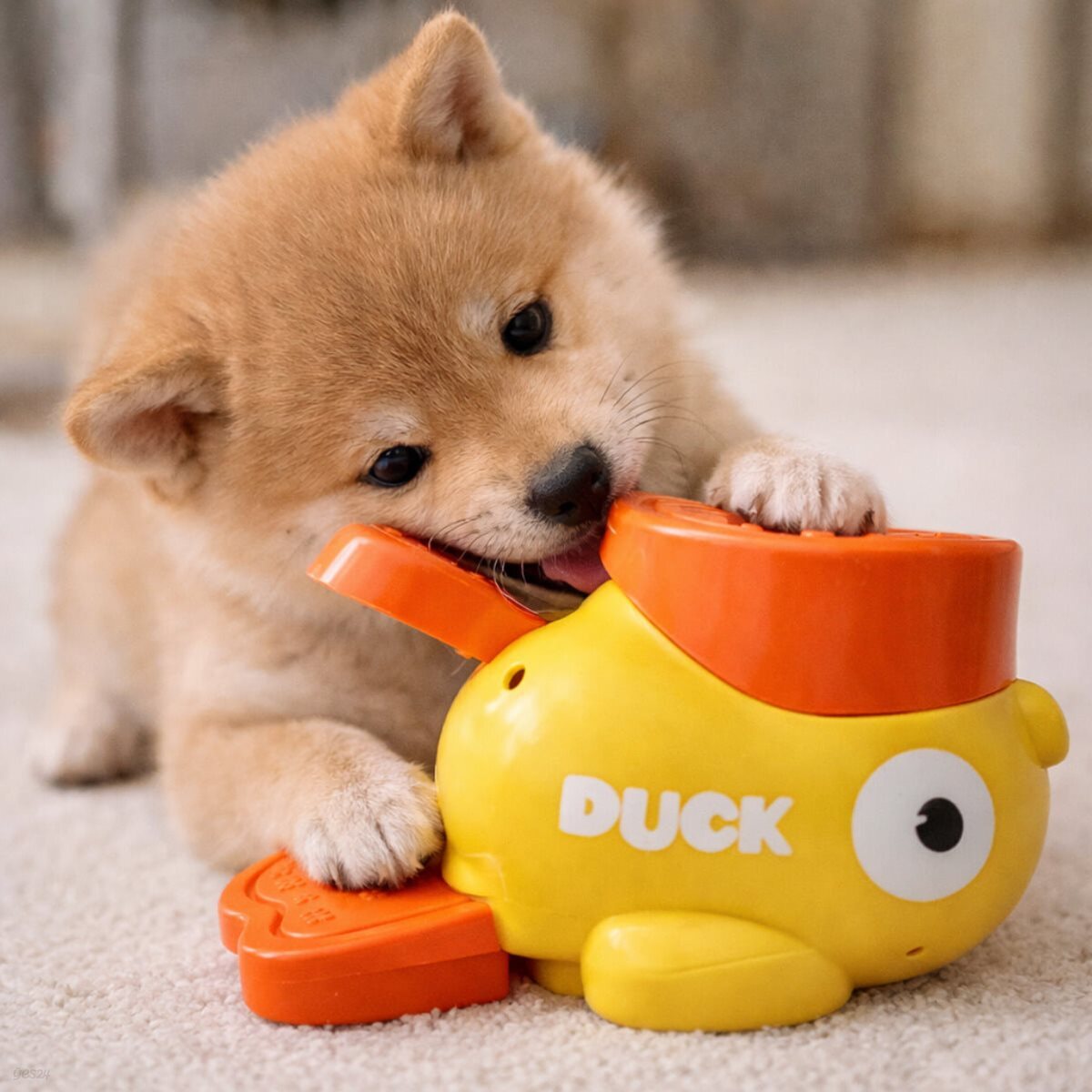 강아지장난감 노즈워크 오리팡팡 강아지분리불안