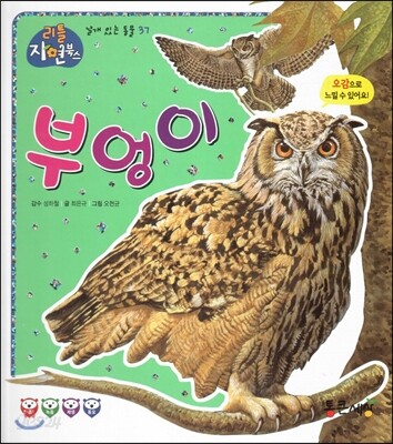 부엉이 (날개있는동물)