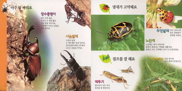 신비한 곤충탐험