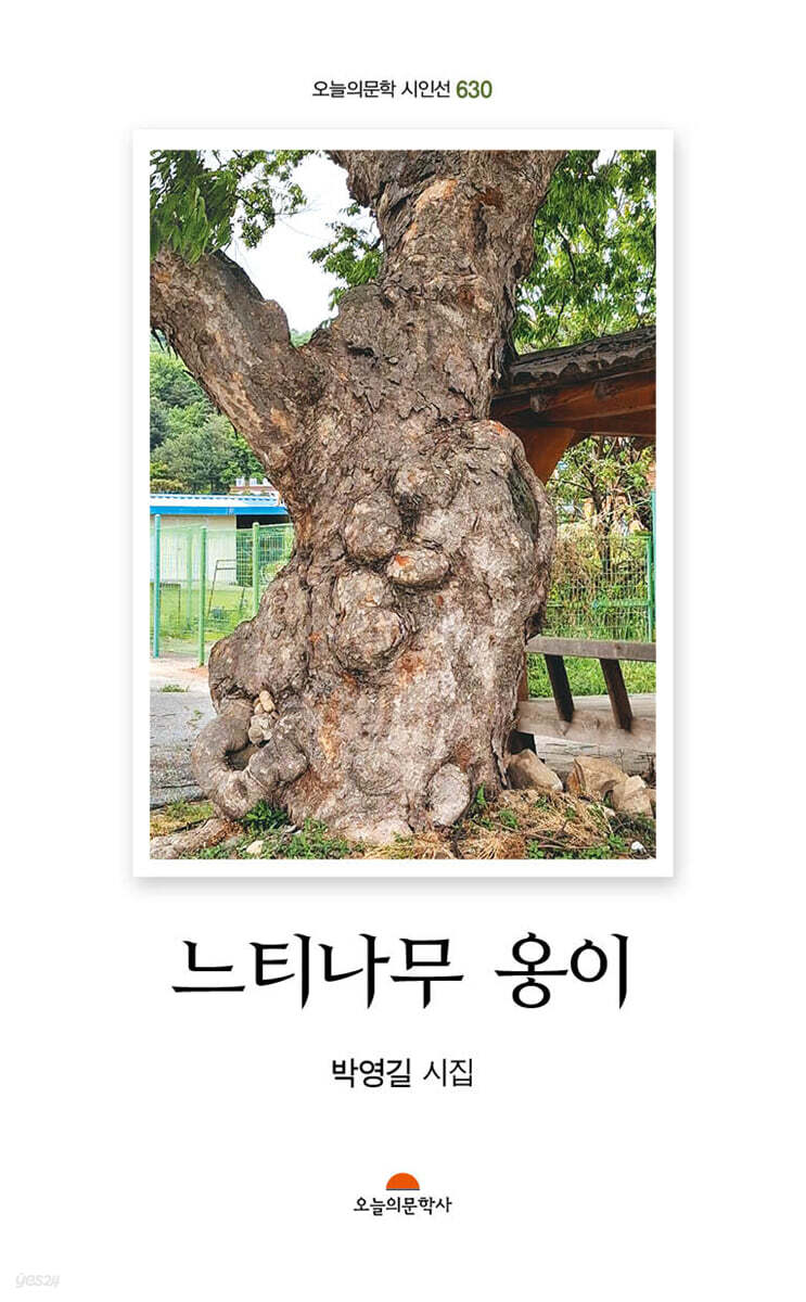 느티나무 옹이