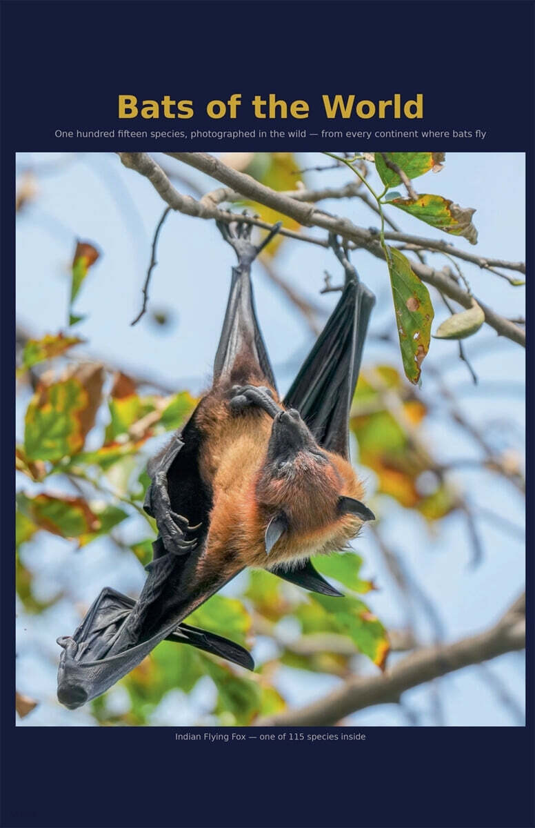 Bats of the World