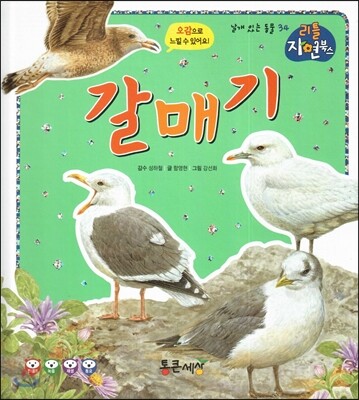 갈매기 (날개있는동물)