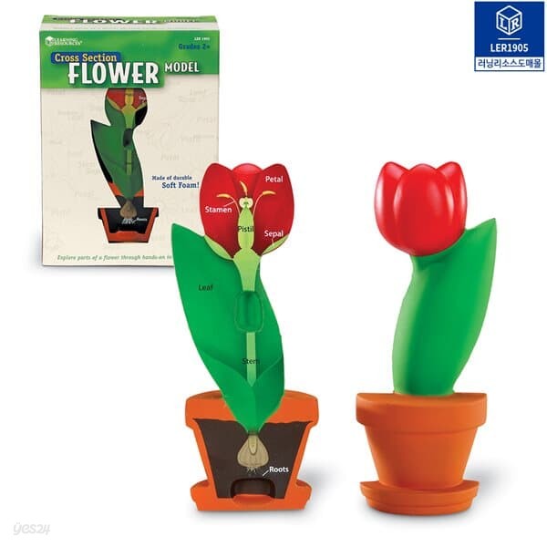 LER1905 식물 꽃 단면 모형