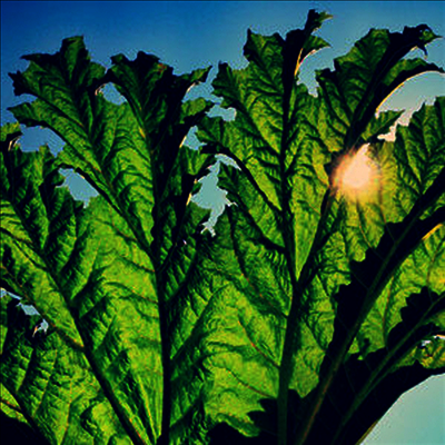 Pfarmers - Gunnera (Vinyl LP)