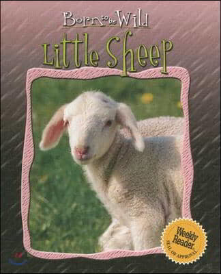 Little Sheep