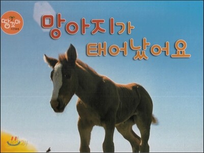 망아지가 태어났어요 (망아지)