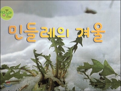 민들레의 겨울 (민들레)
