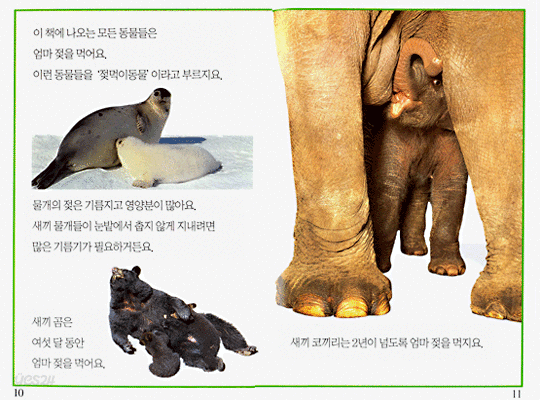 새끼 동물들은 귀여워