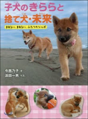 子犬のきららと捨て犬.未來 まあるい,ま
