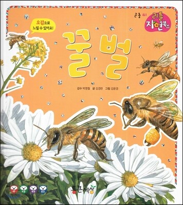 꿀벌 (곤충)
