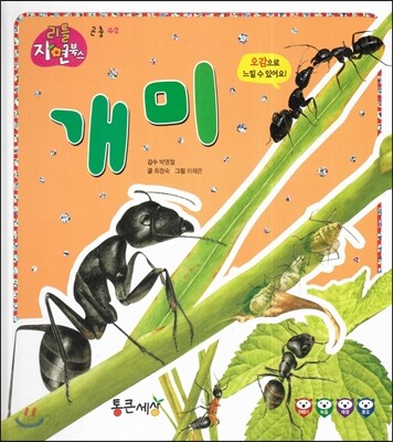 개미 (곤충)
