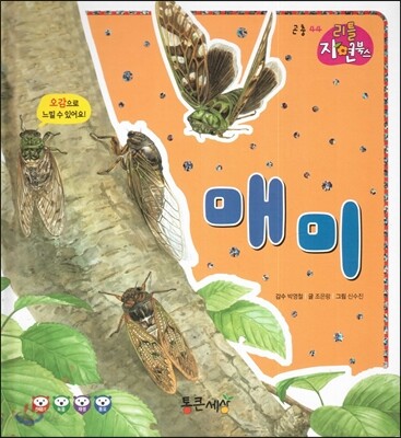 매미 (곤충)