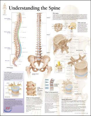 Understanding the Spine Paper Poster