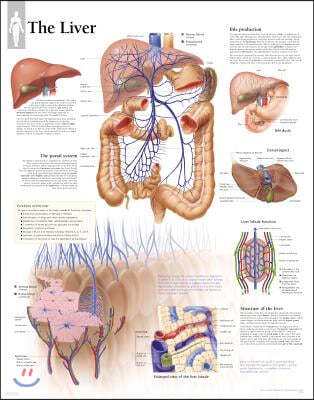 Liver Paper Poster