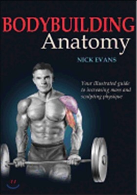 Bodybuilding Anatomy