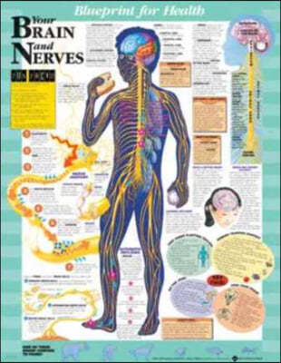 Blueprint for Health Your Brain and Nerves