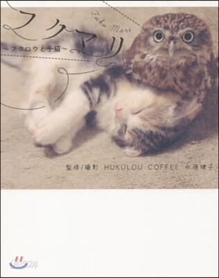 フクマリ フクロウと子猫