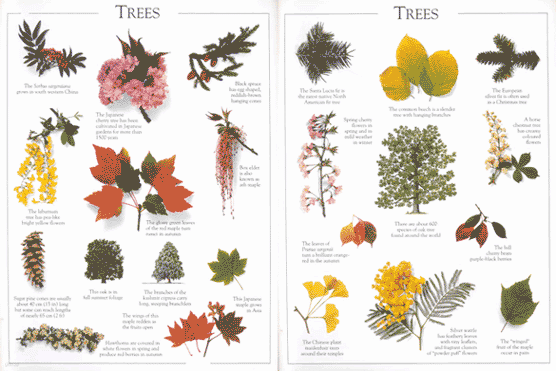 Trees & Fowers (Sticker Book)