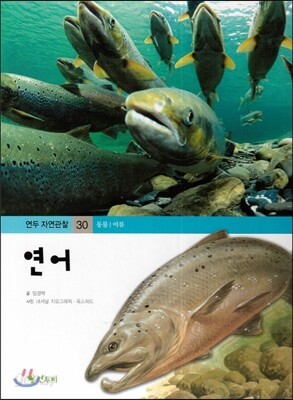 연두자연관찰 30 연어 (물에사는 동물/어류)