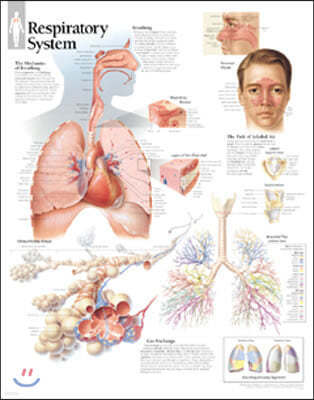 Respiratory System, Laminated Chart
