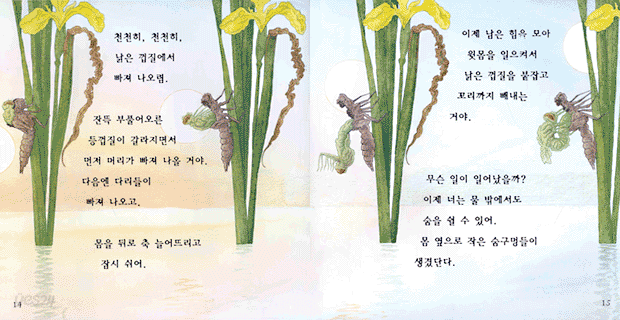네가 잠자리니?