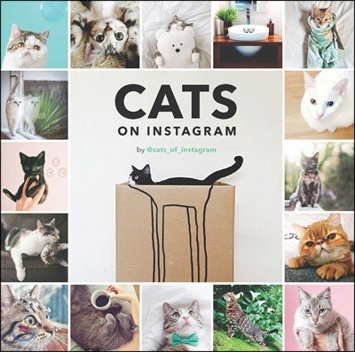 The Cats On Instagram