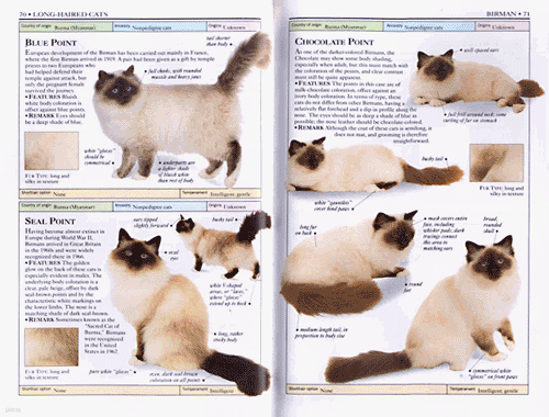 DK Handbooks: Cats (Paperback)