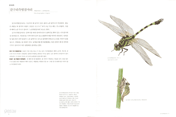 세밀화로 그린 곤충도감
