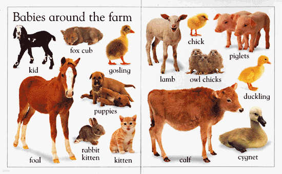 (My first series) My first animal book (Board Book set)