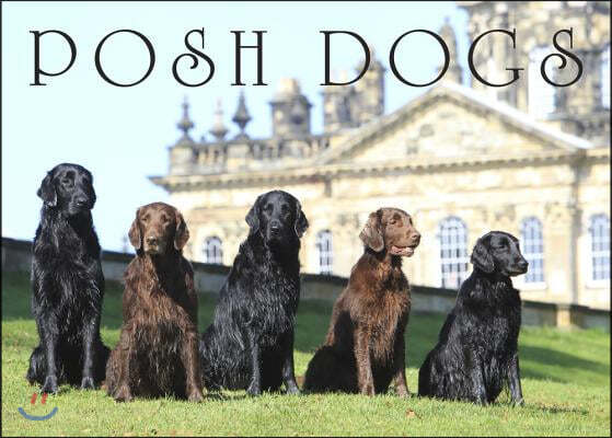 Posh Dogs